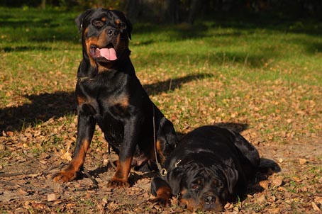 RUS Fabelhaft Feba' Flamme � ���������� ��� ���